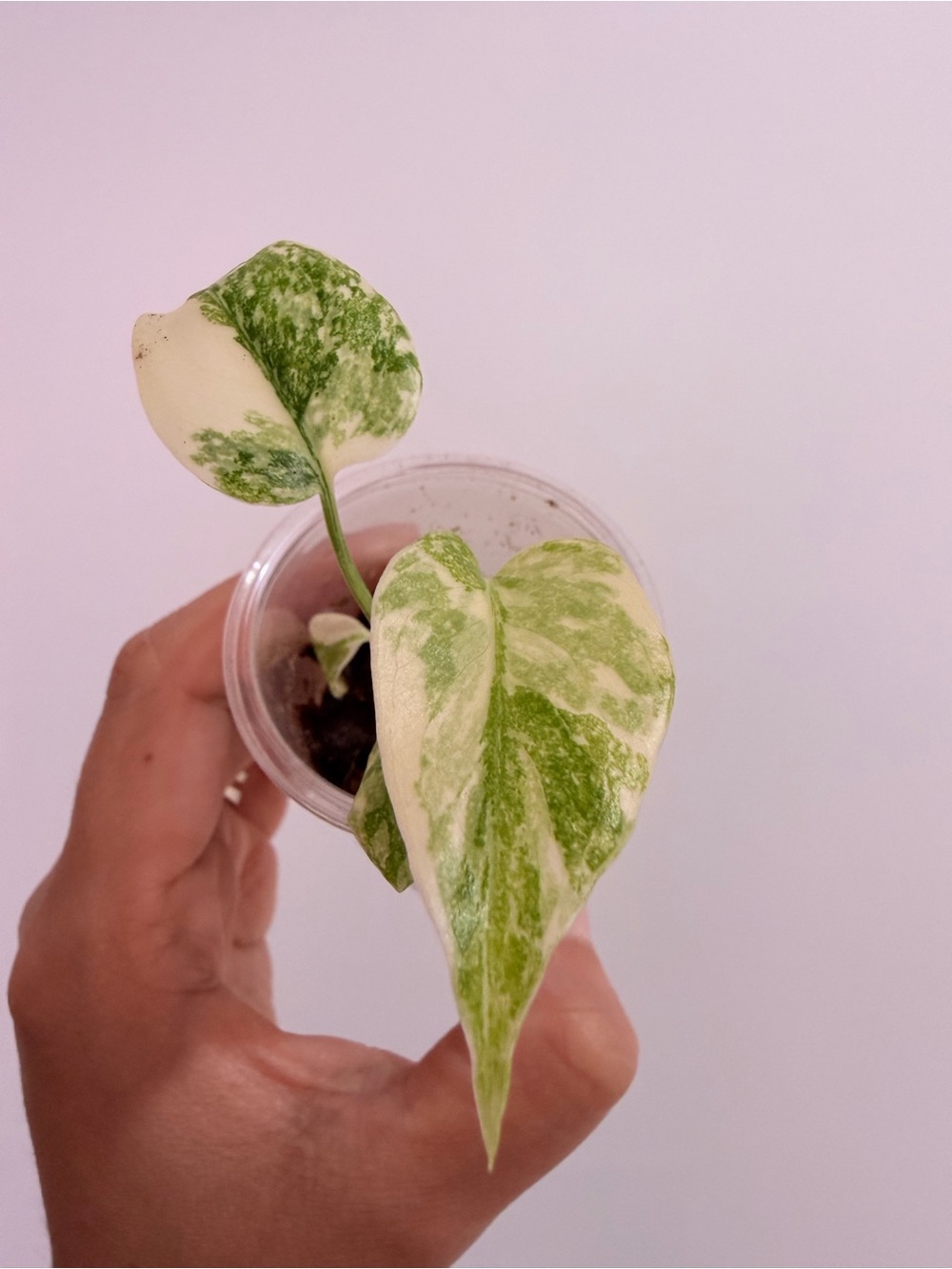 MONSTERA CREAM CHEESE